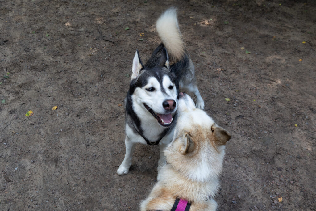 Zwei Hunde begrüßen sich frontal. Ein schwarz-weißer Husky blickt mit offenem Maul in die Kamera, während ein heller, cremefarbener Husky ihm die Schnauze entgegenstreckt.